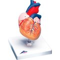 Fabrication Enterprises 3B® Anatomical Model - Heart, 2-Part 974438